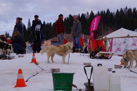 Course de chiens de traineau La Pesse 2013, DSC02988  Copier 