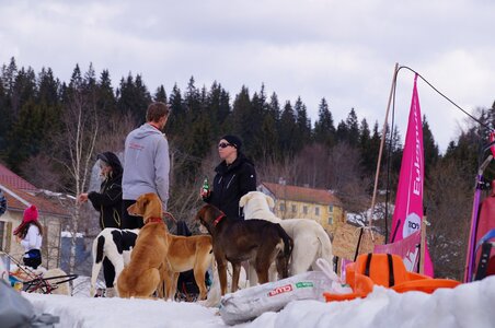 Course de chiens de traineau La Pesse 2013, DSC02998  Copier 