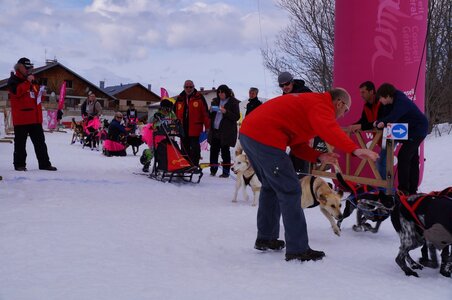Course de chiens de traineau La Pesse 2013, DSC03005  Copier 