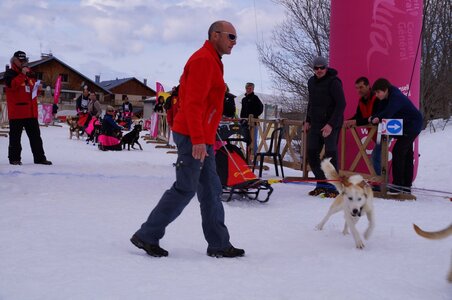 Course de chiens de traineau La Pesse 2013, DSC03006  Copier 