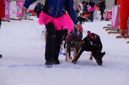 Course de chiens de traineau La Pesse 2013, DSC03009  Copier 