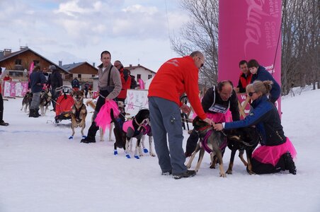 Course de chiens de traineau La Pesse 2013, DSC03012  Copier 
