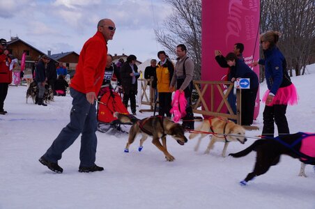 Course de chiens de traineau La Pesse 2013, DSC03016  Copier 