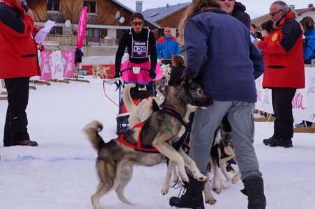 Course de chiens de traineau La Pesse 2013, DSC03022  Copier 