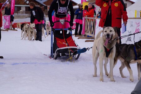 Course de chiens de traineau La Pesse 2013, DSC03026  Copier 