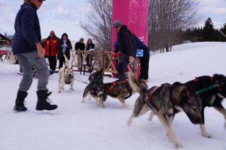 Course de chiens de traineau La Pesse 2013, DSC03028  Copier 