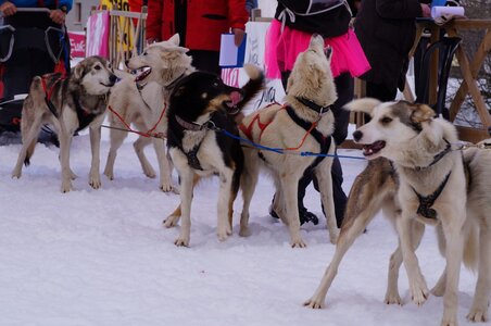 Course de chiens de traineau La Pesse 2013, DSC03034  Copier 