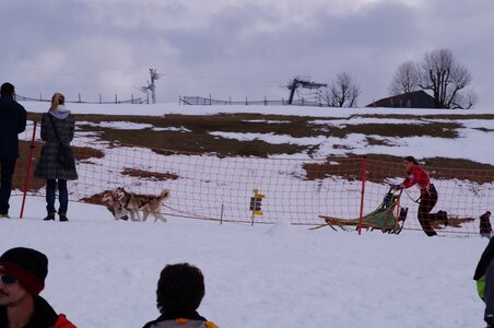 Course de chiens de traineau La Pesse 2013, DSC03037  Copier 