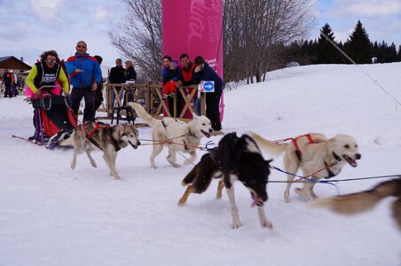 Course de chiens de traineau La Pesse 2013, DSC03042  Copier 