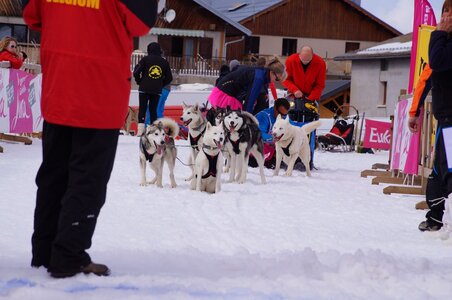 Course de chiens de traineau La Pesse 2013, DSC03047  Copier 