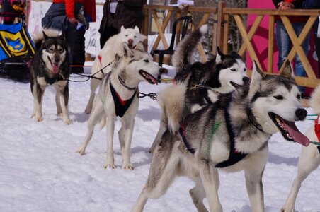 Course de chiens de traineau La Pesse 2013, DSC03054  Copier 