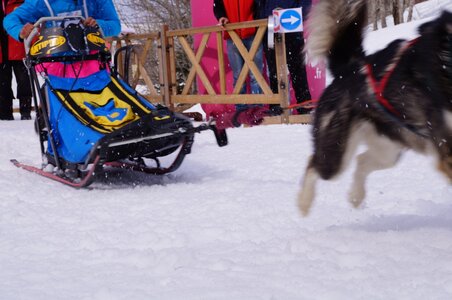 Course de chiens de traineau La Pesse 2013, DSC03056  Copier 