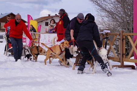 Course de chiens de traineau La Pesse 2013, DSC03062  Copier 