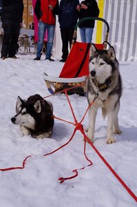 Course de chiens de traineau La Pesse 2013, DSC03080  Copier 