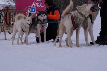 Course de chiens de traineau La Pesse 2013, DSC03085  Copier 