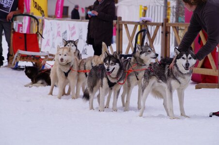 Course de chiens de traineau La Pesse 2013, DSC03103  Copier 