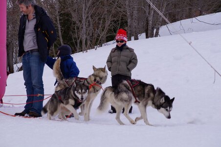 Course de chiens de traineau La Pesse 2013, DSC03105  Copier 