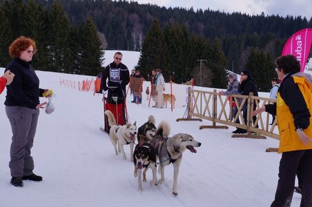 Course de chiens de traineau La Pesse 2013, DSC03131  Copier 