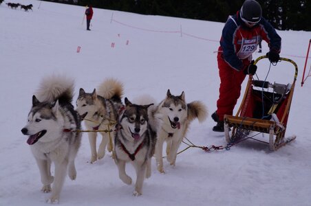 Course de chiens de traineau La Pesse 2013, DSC03141  Copier 