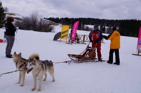 Course de chiens de traineau La Pesse 2013, DSC03145  Copier 