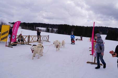 Course de chiens de traineau La Pesse 2013, DSC03166  Copier 