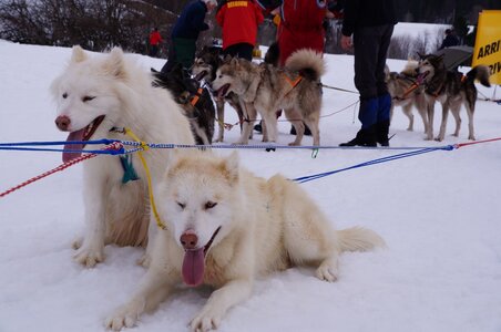 Course de chiens de traineau La Pesse 2013, DSC03180  Copier 