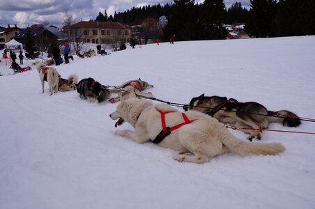 Course de chiens de traineau La Pesse 2013, DSC03191  Copier 