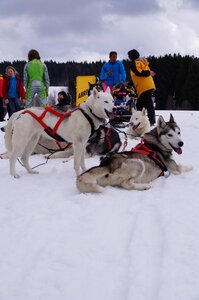 Course de chiens de traineau La Pesse 2013, DSC03192  Copier 