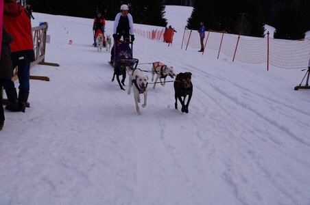 Course de chiens de traineau La Pesse 2013, DSC03200  Copier 