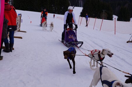 Course de chiens de traineau La Pesse 2013, DSC03201  Copier 
