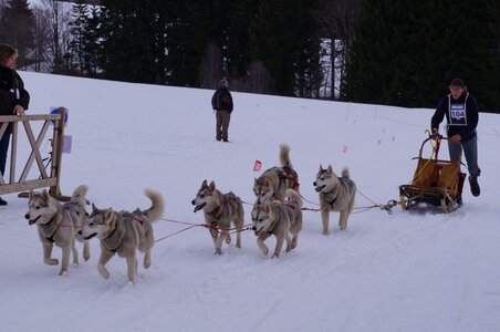 Course de chiens de traineau La Pesse 2013, DSC03210  Copier 
