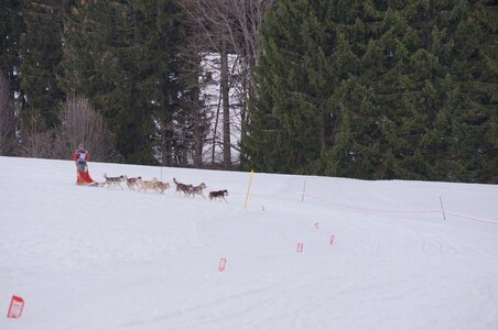 Course de chiens de traineau La Pesse 2013, DSC03230  Copier 