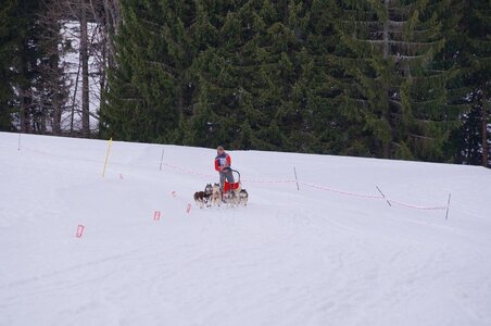 Course de chiens de traineau La Pesse 2013, DSC03232  Copier 