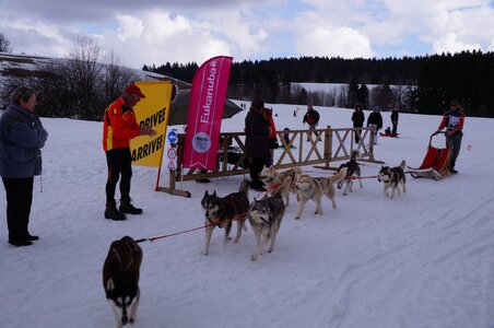 Course de chiens de traineau La Pesse 2013, DSC03236  Copier 