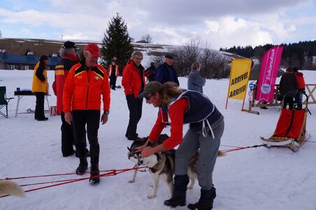 Course de chiens de traineau La Pesse 2013, DSC03238  Copier 
