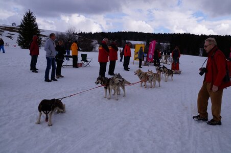 Course de chiens de traineau La Pesse 2013, DSC03241  Copier 