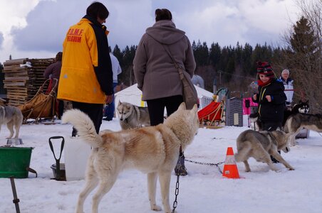 Course de chiens de traineau La Pesse 2013, DSC03255  Copier 