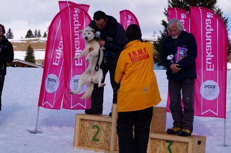 Course de chiens de traineau La Pesse 2013, DSC03295  Copier 