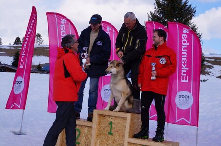 Course de chiens de traineau La Pesse 2013, DSC03306  Copier 