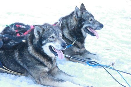 Course de chiens de traineau La Pesse 2013, IMG_1703  Copier 