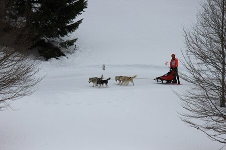 Course de chiens de traineau La Pesse 2013, IMG_1727  Copier 