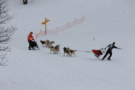 Course de chiens de traineau La Pesse 2013, IMG_1738  Copier 