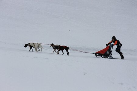 Course de chiens de traineau La Pesse 2013, IMG_1758  Copier 