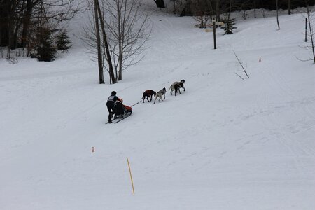 Course de chiens de traineau La Pesse 2013, IMG_1761  Copier 