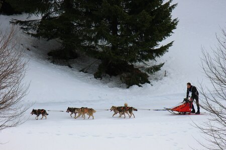 Course de chiens de traineau La Pesse 2013, IMG_1784  Copier 