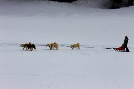 Course de chiens de traineau La Pesse 2013, IMG_1797  Copier 