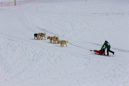 Course de chiens de traineau La Pesse 2013, IMG_1799  Copier 
