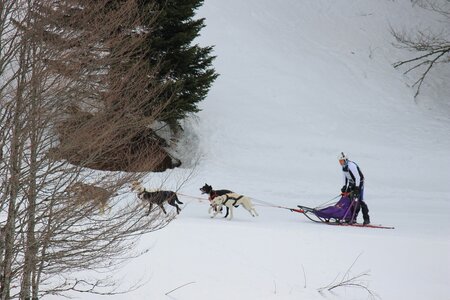 Course de chiens de traineau La Pesse 2013, IMG_1807  Copier 