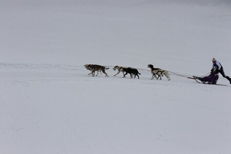 Course de chiens de traineau La Pesse 2013, IMG_1808  Copier 