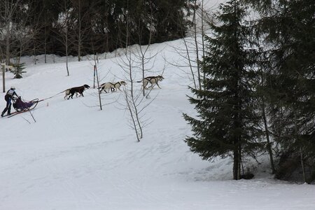Course de chiens de traineau La Pesse 2013, IMG_1812  Copier 